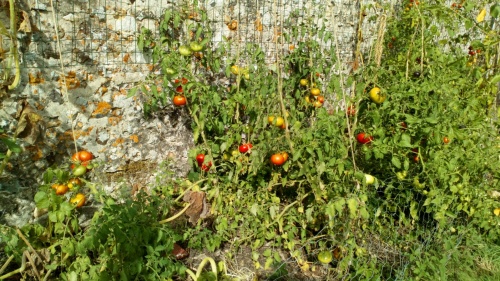 Week-end Permaculture à la Cour Pétral